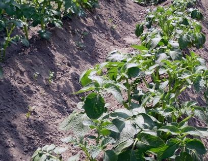 Aardappelen kweken