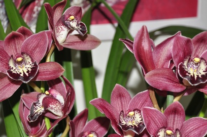 Orchid Cymbidium