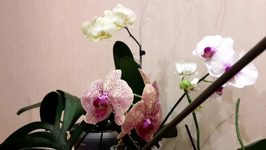 Orchidee transplantatie