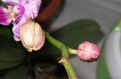 Waarom orchideeën bloemen vallen