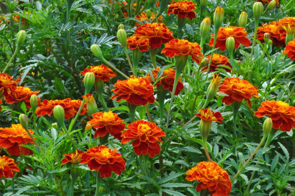 Marigold bulaklak