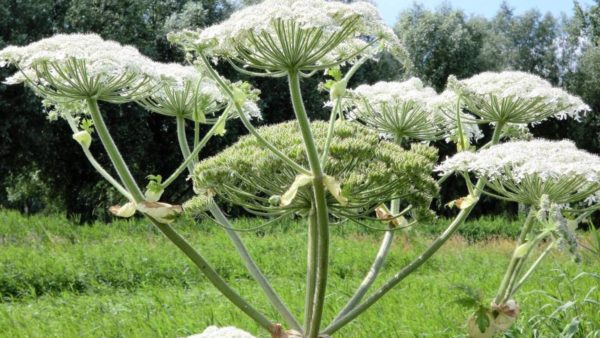 Hogweed er giftig