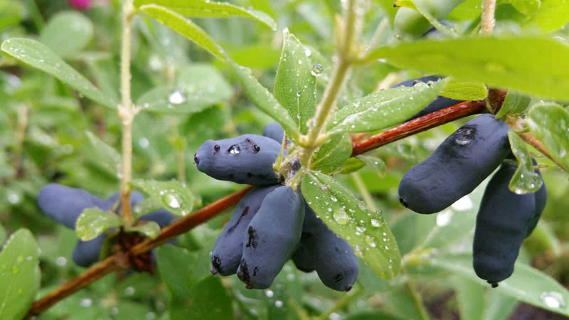 honeysuckle