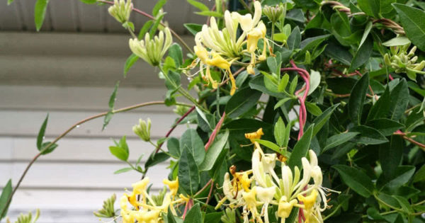 honeysuckle