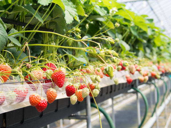 aardbeien in de kas