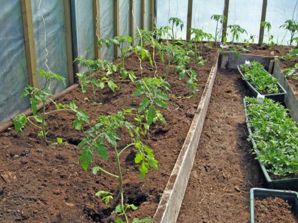 mga kamatis sa greenhouse