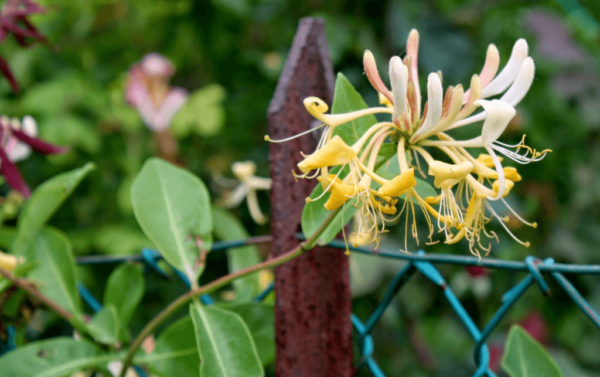 suporta ng honeysuckle