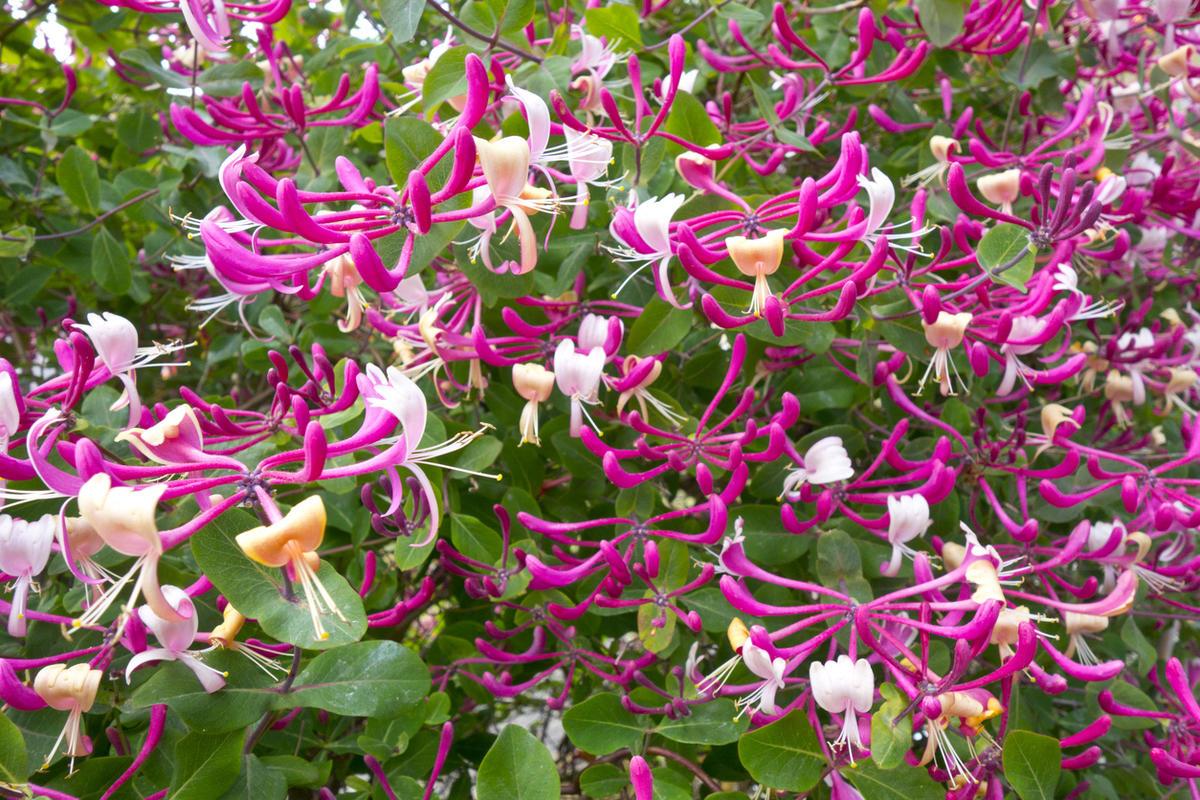 Honeysuckle Decorative Curly: planten en verzorging, ziekte (foto)