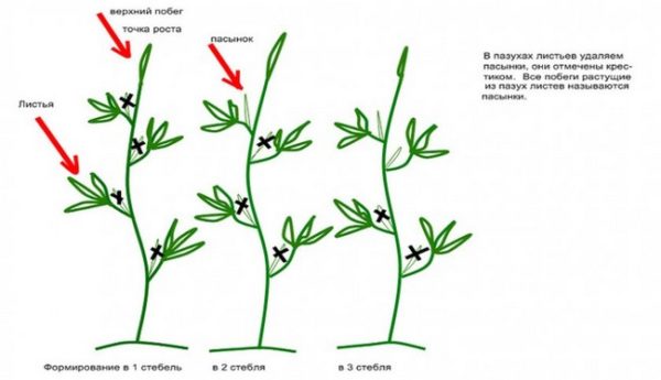 pattern ng pagbuo ng bushes