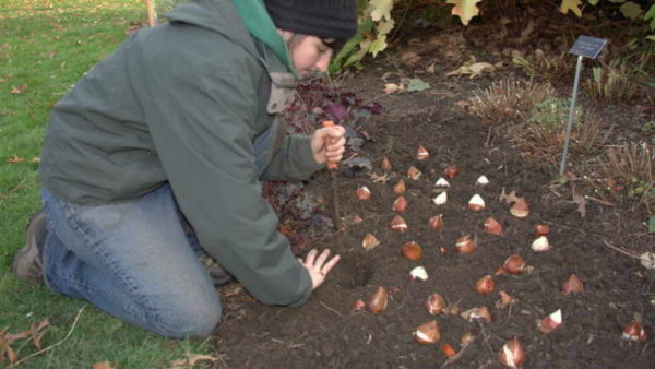 tulipanplanting