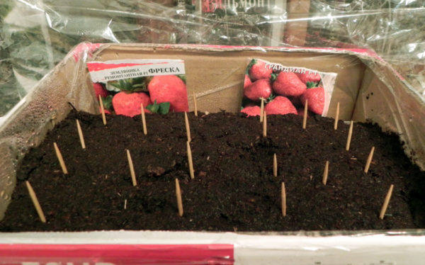 aardbeien planten met zaden