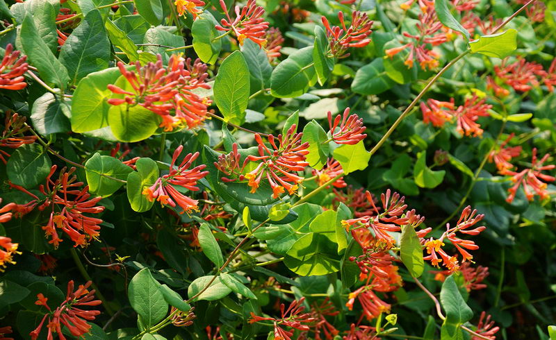 honeysuckle