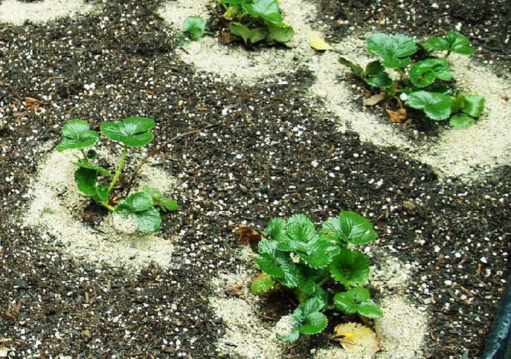 Når planter jordbær til frøplanter fra frø i 2019 i henhold til månekalenderen og regionen