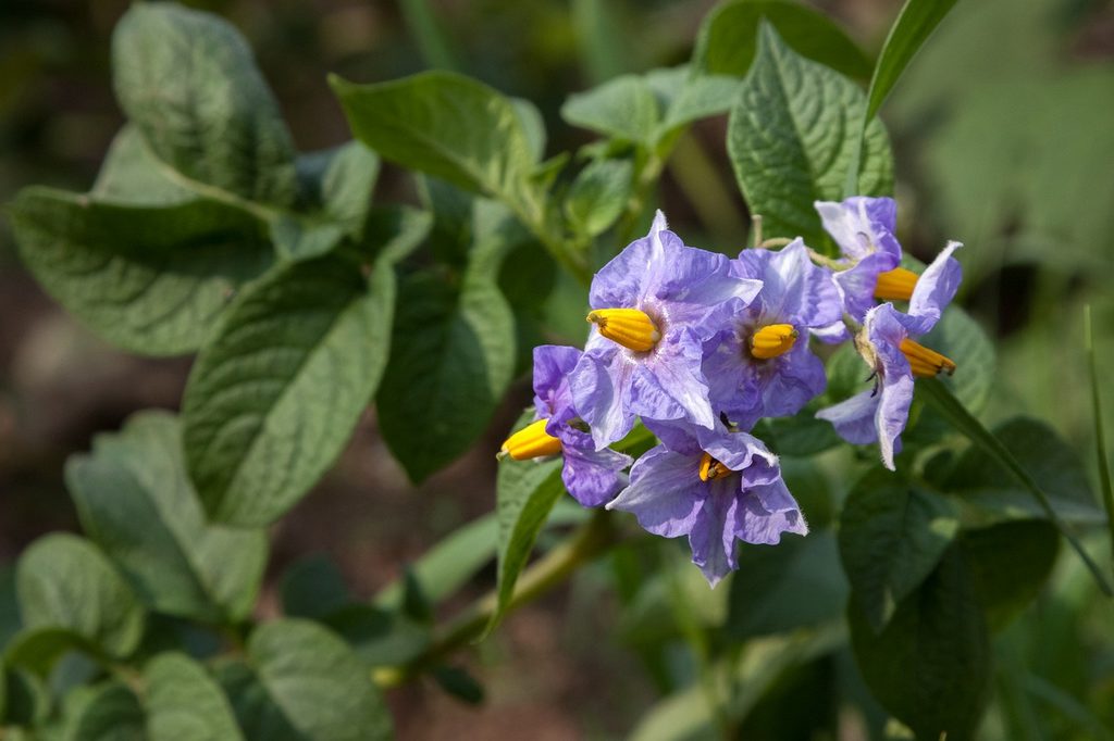 Aardappel bloeit