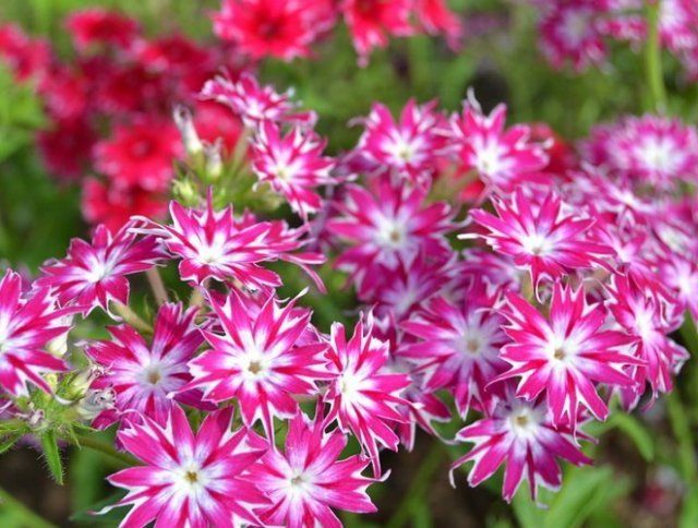 Phlox Drummond