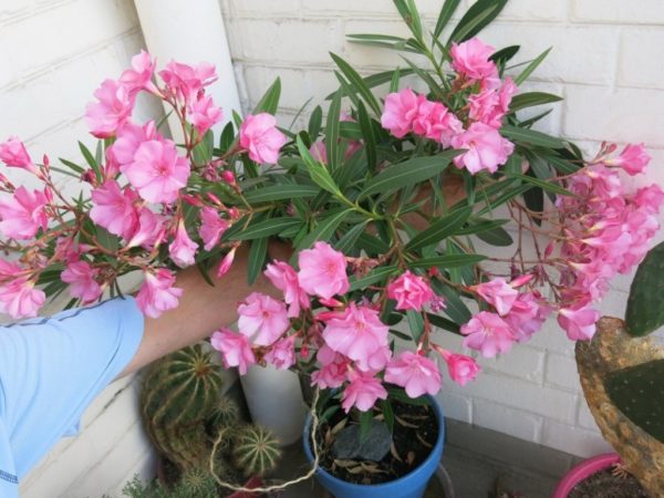 pangangalaga ng oleander