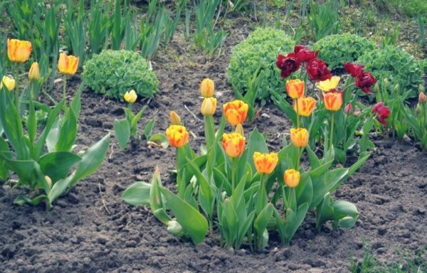 tulpen