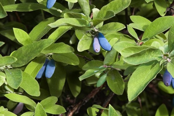 mahabang honeysuckle