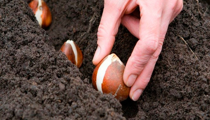 tulpenbollen planten