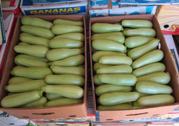 Ang mga lihim ng pagpapanatiling zucchini