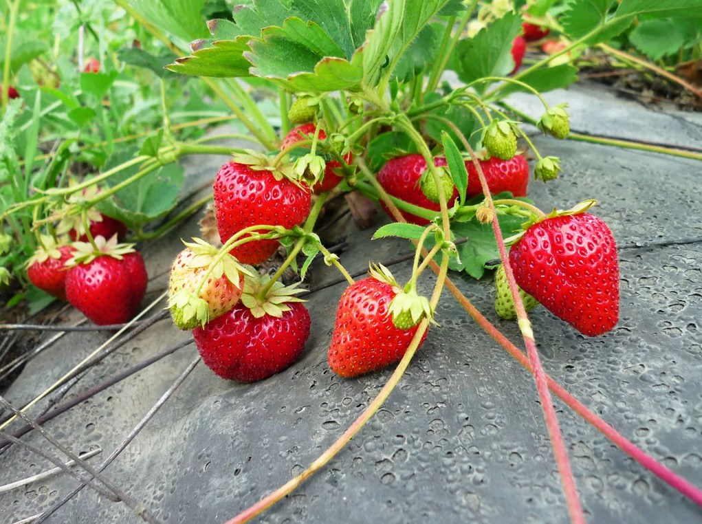 Pag-aalaga ng Strawberry