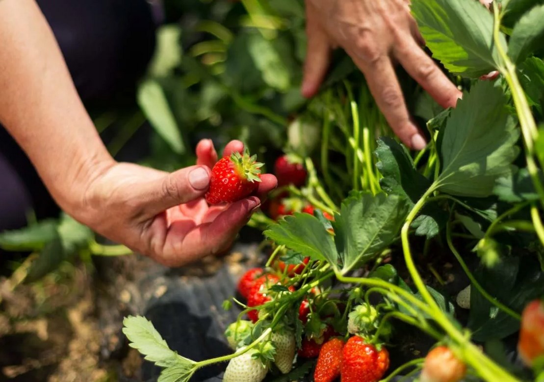 Aardbeiendressing