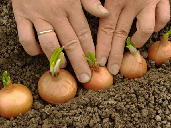 Hva som kan og ikke kan plantes ved siden av en bue