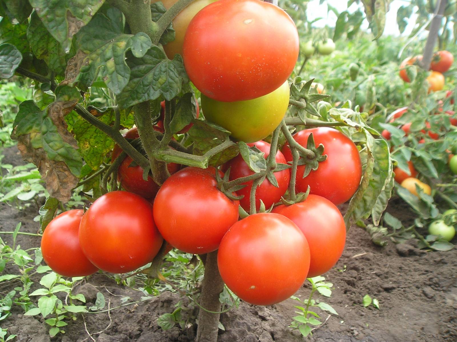 Ondermaatse tomaten