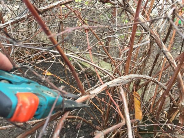 pruning ng honeysuckle