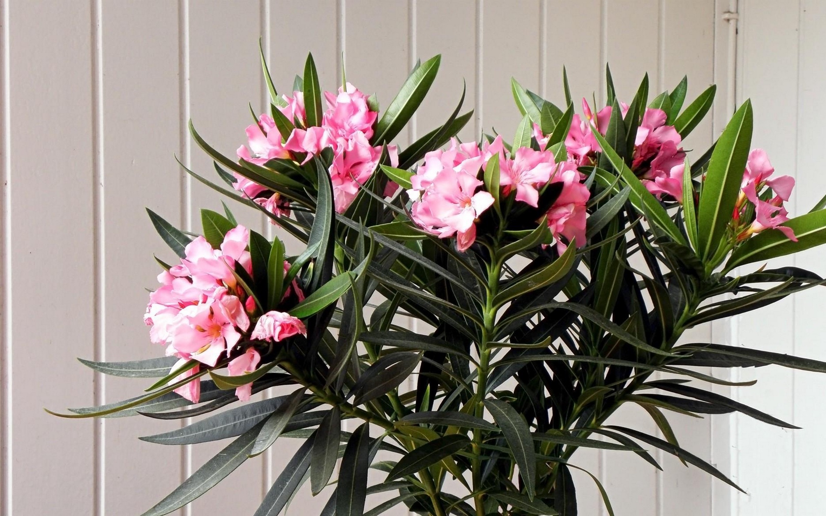 Thuis voor een oleander zorgen is niet erg moeilijk, maar vereist van een kweker dat hij de nuances van het groeien kent