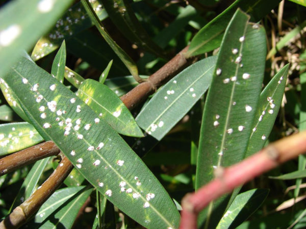 oleander ziekte