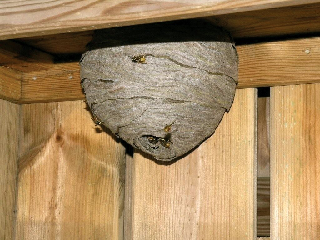 hornet's nest in het huis