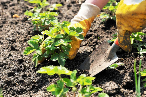 aardbeien in de grond planten