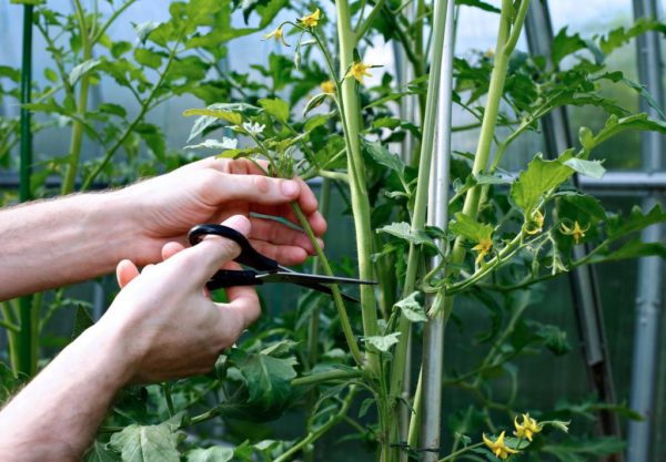 stiefzonen op tomaten