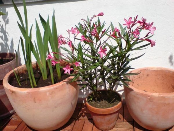 pot oleander