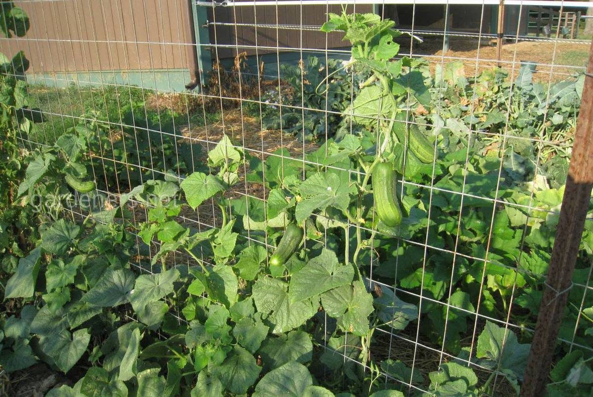 Cucumber net