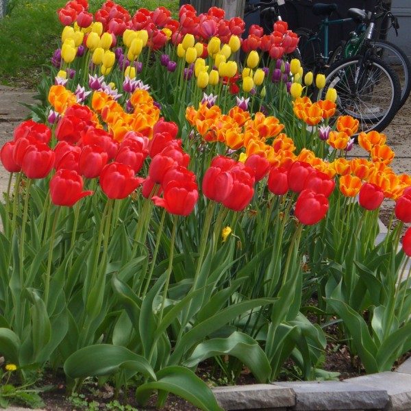 verscheidenheid aan tulpen