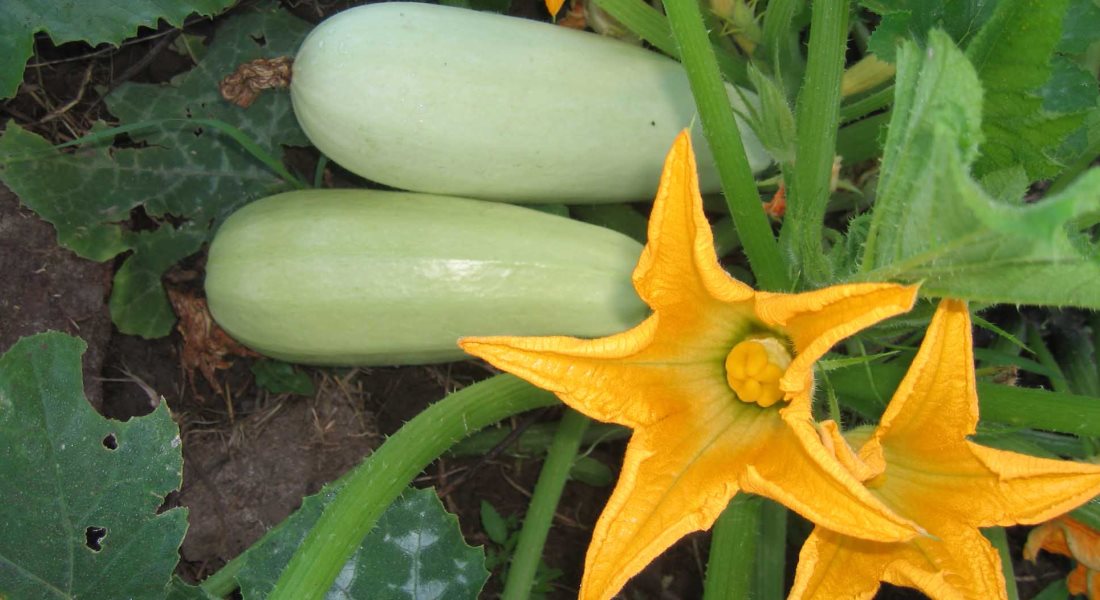 courgettes