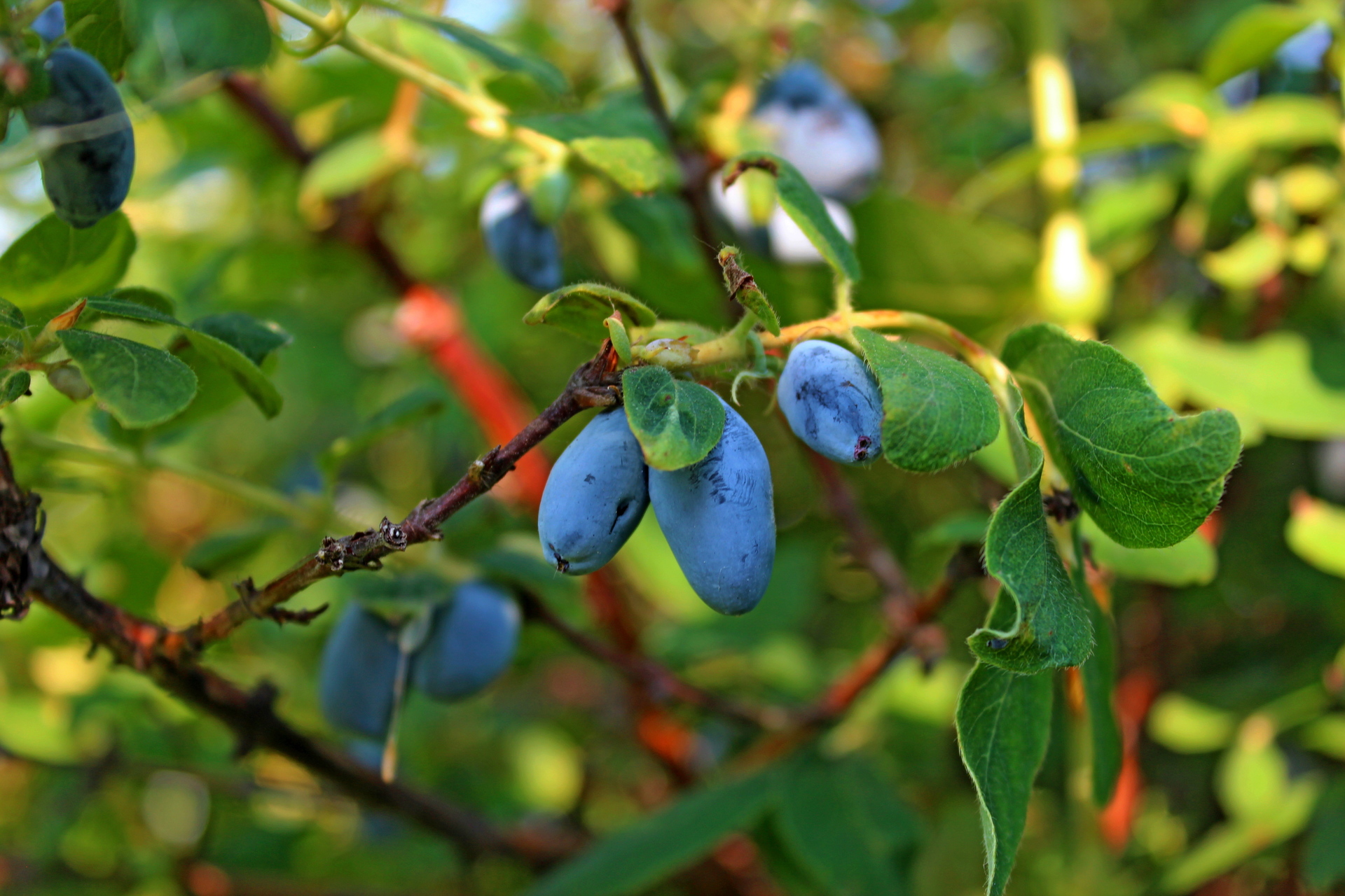 Honeysuckle