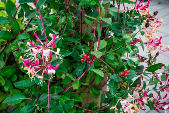 honeysuckle