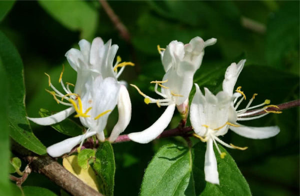 palumpong ng honeysuckle