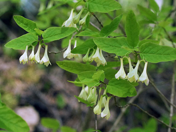 bush ng honeysuckle