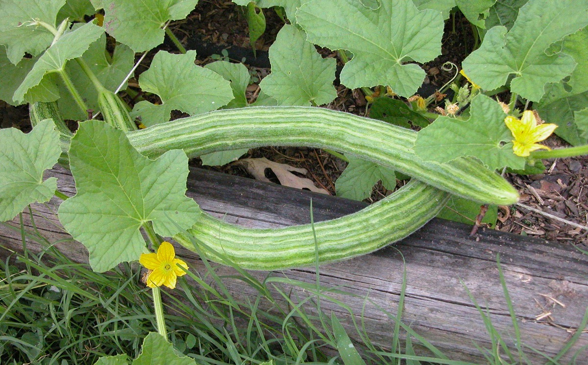 Varietà di cetrioli armeni: caratteristiche, descrizione con foto, recensioni