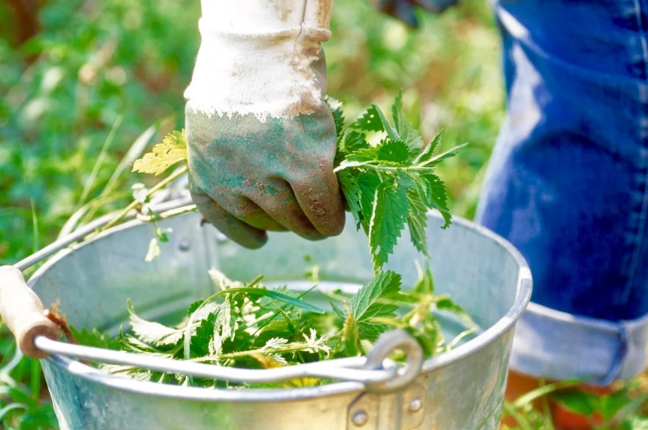 Paano pakainin ang mga nettle pipino: kung paano mag-breed, oras ng paggamit