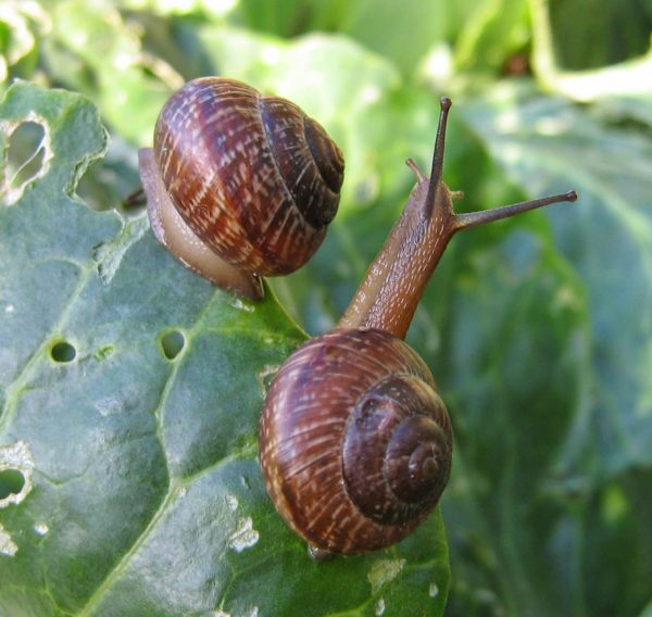 Proteksyon laban sa mga slugs at snails