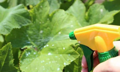 pag-spray ng mga pipino na may solusyon ng gatas at yodo