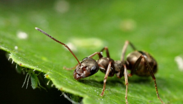 mga ahente ng kontrol ng ant