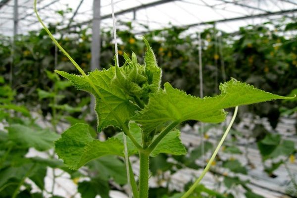 ang pagbuo ng mga pipino sa greenhouse