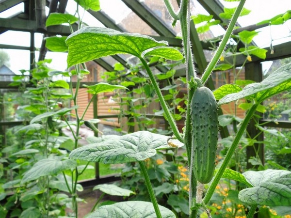 kung paano pakurot ang mga pipino sa isang greenhouse