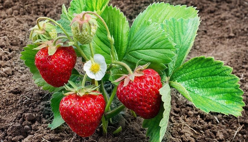 strawberry bush